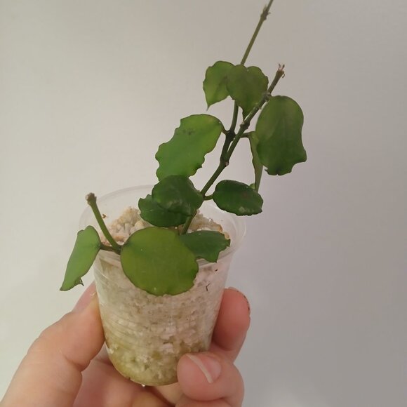 Reserved for jo527r - Picture 2 of 2